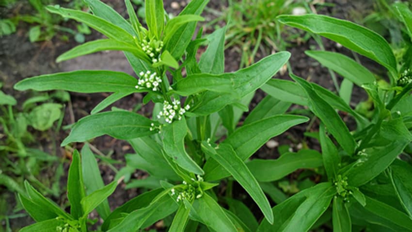 Featured Image