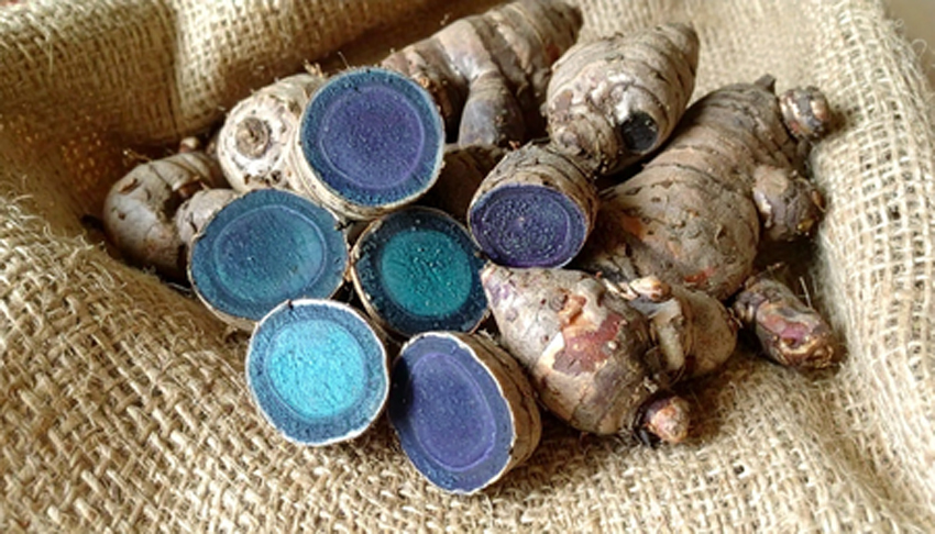 एक ऐसा पौधा, जिसकी जड़ों में छीपा है औषधीय गुणों का खजाना