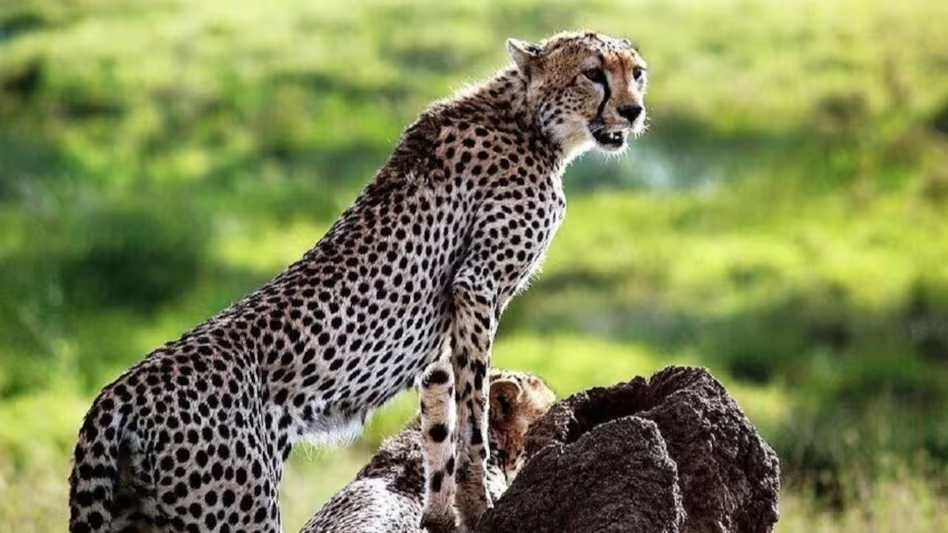 उत्साहित हुए विशेषज्ञ और अधिकारी, एनटीसीए ने कही यह बात