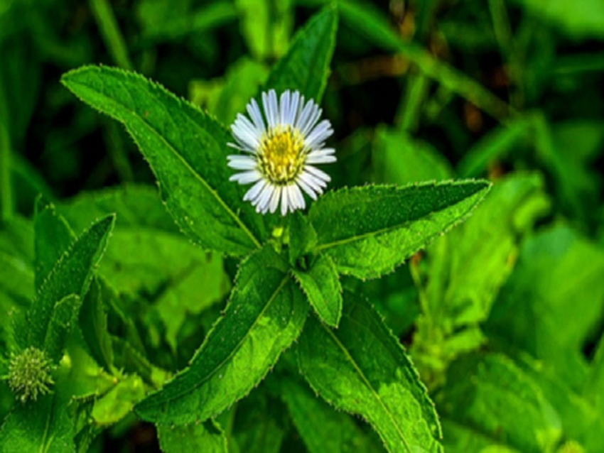 सिर्फ बालों के लिए ही नहीं, पित्त और वात को भी संतुलित करने में सहायक, जानें सेवन के लाभ