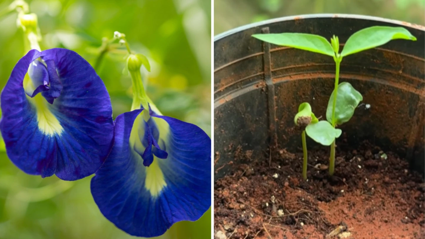 Aparajita Plant Care Tips