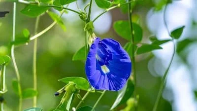 Aparajita Plant Care Tips
