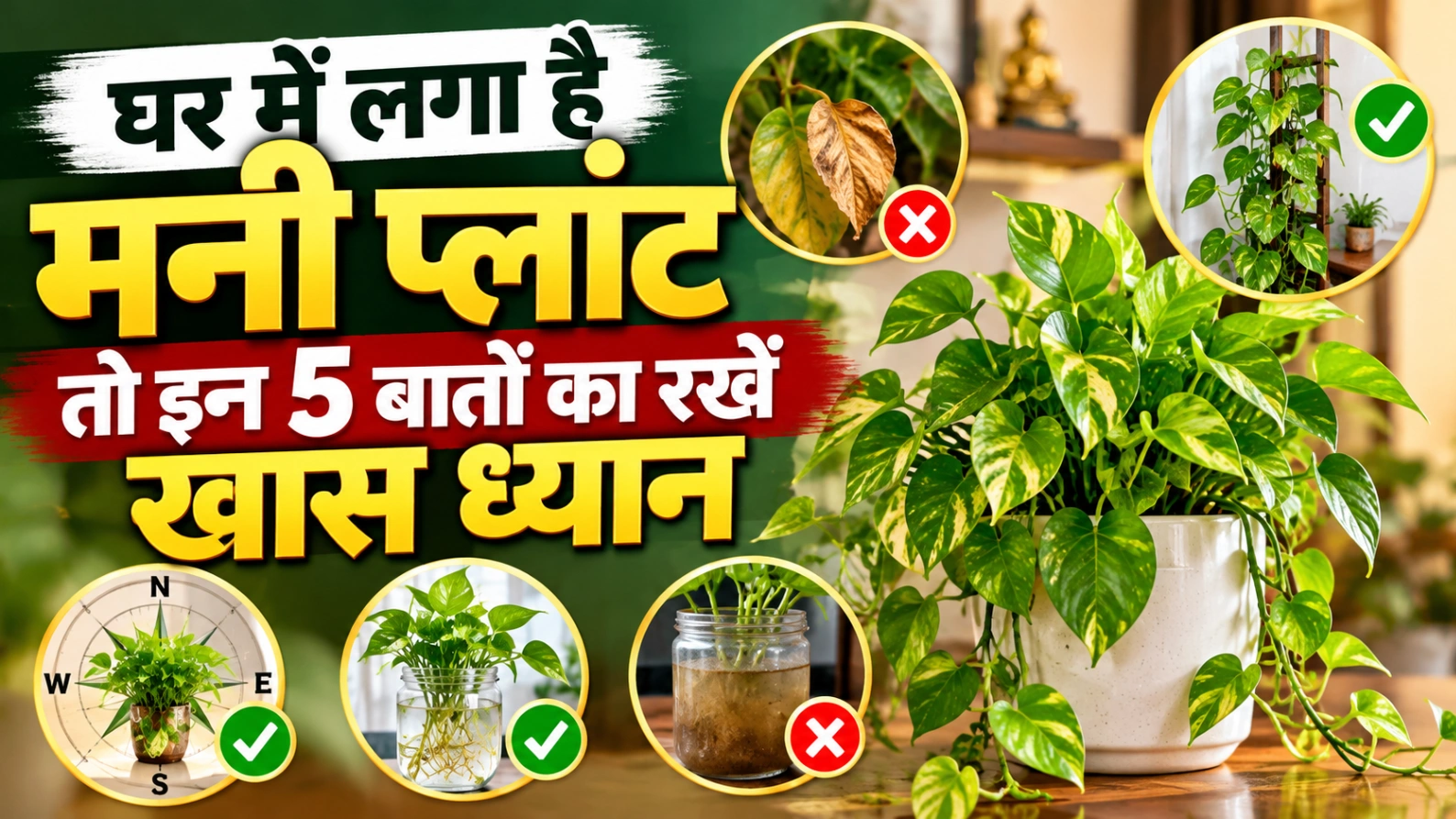 घर में लगा है मनी प्लांट, तो इन 5 बातों का रखें खास ध्यान