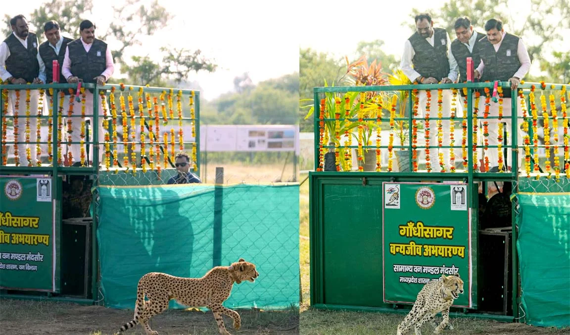 CM मोहन ने मादा चीता को अभयारण्य में छोड़ा, राधा के आने से बढ़ा कुनबा