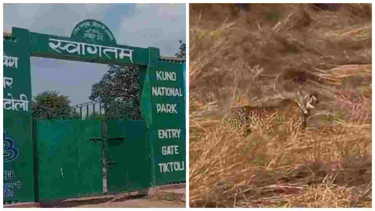 भारत में जन्मी मादा चीता केजीपी11 घायल, उपचार जारी, ट्रैकिंग के दौरान मिली असामान्यता से खुला मामला