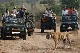 1 जुलाई से बंद होंगे मध्य प्रदेश के 10 राष्ट्रीय उद्यान और टाइगर रिजर्व, 30 जून तक कर सकेंगे सफारी