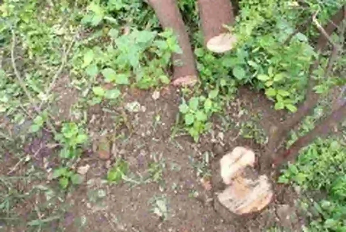 आईएएस के बंगले से चंदन का पेड़ काट ले गए चोर, पड़ोस में है डीजीपी का बंगला, पुलिस महकमे में हड़कंप