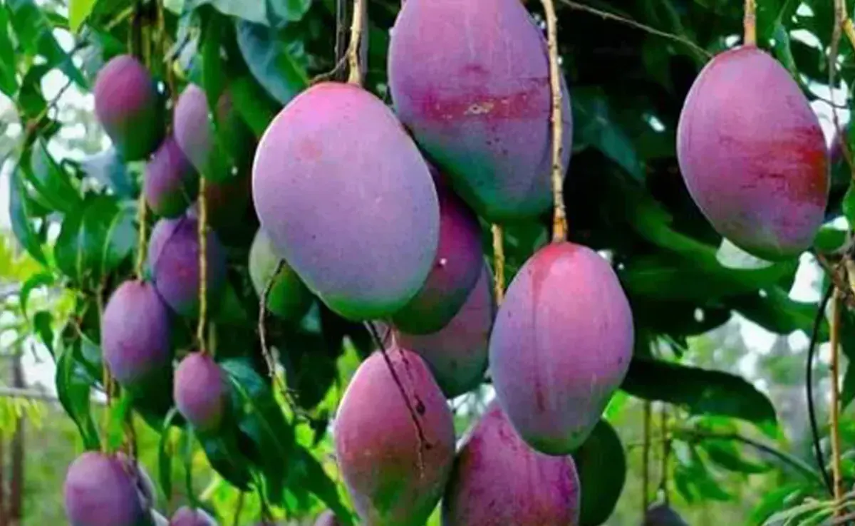 जबलपुर में उगाए जा रहे हैं लाखों के ‘मियाजाकी’, 20 कुत्ते और हथियारबंद गार्ड्स करते हैं रखवाली