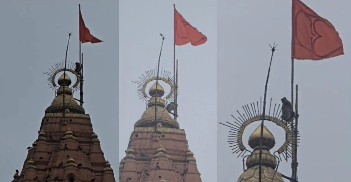 मंदिर के शिखर पर बैठे वानरराज, अद्भुत दृश्य ने श्रद्धालुओं को किया भावविभोर